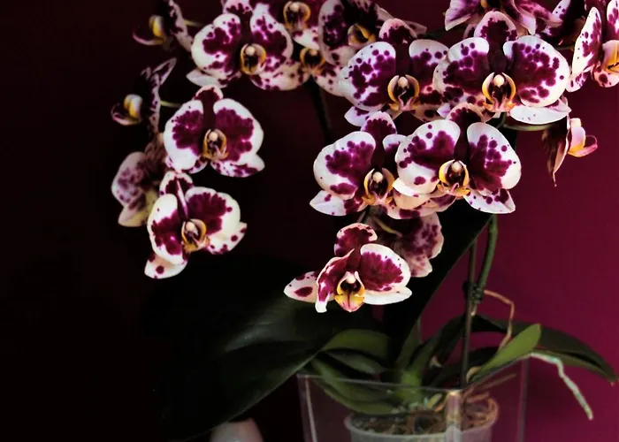 En Busca Del Viento Del Norte Santillana del Mar