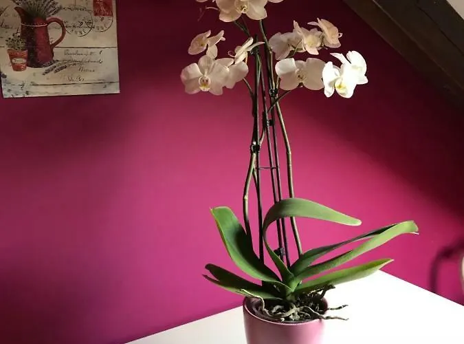 Feriehus En Busca Del Viento Del Norte *