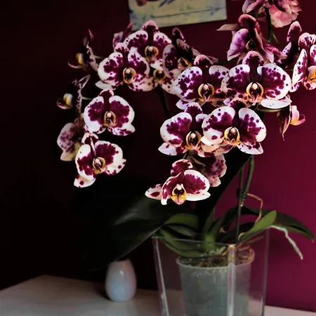 En Busca Del Viento Del Norte 산틸라나델마르