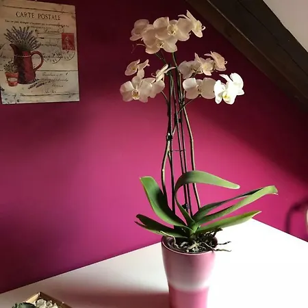 펜션 En Busca Del Viento Del Norte *